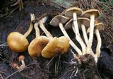 Agrocybe pediades var. fimicola image