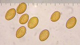 Agrocybe pediades var. fimicola image