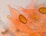 Agrocybe pediades var. fimicola image