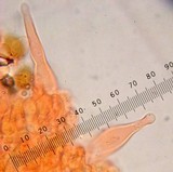 Agrocybe pediades var. fimicola image