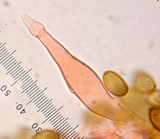 Agrocybe pediades var. fimicola image