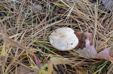 Hebeloma sacchariolens image