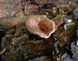 Lentinus strigosus image