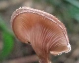 Lentinus strigosus image