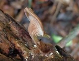 Lentinus strigosus image