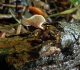 Lentinus strigosus image