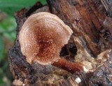 Lentinus strigosus image