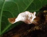 Panus neostrigosus image