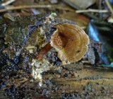 Panus neostrigosus image