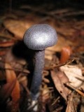 Leptonia carnea image