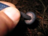 Leptonia carnea image