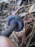 Leptonia carnea image