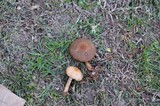 Psathyrella delineata image