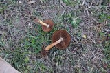 Psathyrella delineata image
