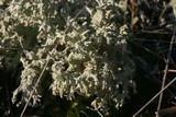 Cladonia boryi image