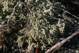 Cladonia boryi image