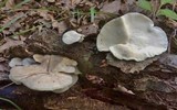 Trametes pubescens image