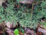 Cladonia multiformis image