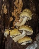 Pholiota squarrosa image
