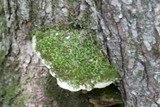 Oxyporus populinus image
