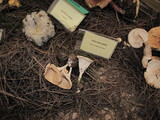 Clitocybe gibba image