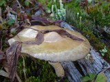 Stropharia hornemannii image