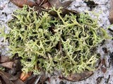 Cladonia pachycladodes image