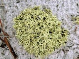 Cladonia pachycladodes image