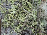 Cladonia pachycladodes image