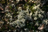 Cladonia caroliniana image