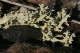 Cladonia caroliniana image