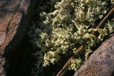 Cladonia caroliniana image