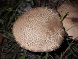 Leccinum duriusculum image