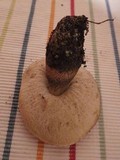 Leccinum duriusculum image