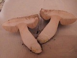Leccinum duriusculum image
