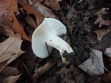 Hygrophorus roseobrunneus image