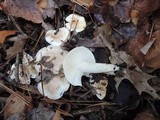 Hygrophorus roseobrunneus image