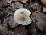 Hygrophorus roseobrunneus image