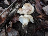 Hygrophorus roseobrunneus image