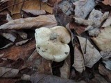 Hygrophorus roseobrunneus image