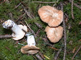 Hydnum oregonense image