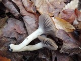 Hygrocybe lacmus image