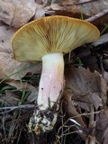 Tricholomopsis rutilans image
