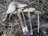 Entoloma vernum image