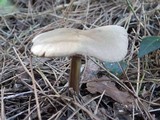 Entoloma vernum image
