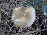 Entoloma vernum image