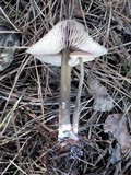 Entoloma vernum image