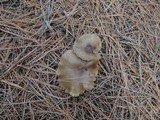 Clitocybe nitriolens image