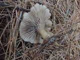 Clitocybe nitriolens image