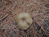Clitocybe nitriolens image